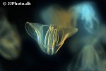 mnemiopsis leidyi american comb jelly mnemiopsis leidyi american comb jelly