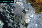 pelagia noctiluca mauve stinger jelly pelagia noctiluca mauve stinger jelly