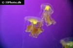 phacellophora camtschatica egg yolk jelly phacellophora camtschatica egg yolk jelly