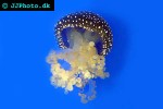 phyllorhiza punctata white spotted jelly phyllorhiza punctata white spotted jelly