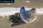 physalia physalis portuguese man of war physalia physalis portuguese man of war