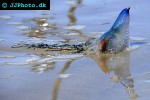 physalia physalis portuguese man of war physalia physalis portuguese man of war