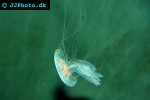 sanderia malayensis malaysian jelly sanderia malayensis malaysian jelly