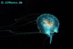 sanderia malayensis malaysian jelly sanderia malayensis malaysian jelly