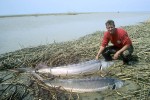 34 kazakhstan ural sturgeon 34 kazakhstan ural sturgeon