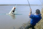 50 kazakhstan ural sturgeon 50 kazakhstan ural sturgeon