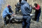 54 kazakhstan ural sturgeon 54 kazakhstan ural sturgeon