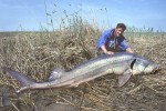 56 kazakhstan ural sturgeon8 56 kazakhstan ural sturgeon8