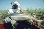 80 kazakhstan ural sturgeon 80 kazakhstan ural sturgeon