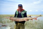 82 kazakhstan ural sturgeon 82 kazakhstan ural sturgeon
