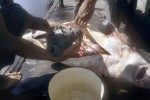 90 kazakhstan ural sturgeon 90 kazakhstan ural sturgeon