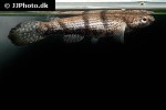 anablepsoides atratus anablepsoides atratus