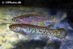 anablepsoides derhami anablepsoides derhami
