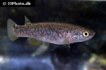 anablepsoides derhami anablepsoides derhami
