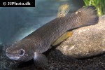 anablepsoides hartii anablepsoides hartii