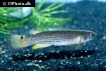anablepsoides hartii anablepsoides hartii