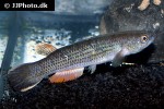 anablepsoides hartii anablepsoides hartii
