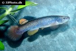 anablepsoides hoetmeri anablepsoides hoetmeri