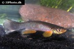 anablepsoides igneus anablepsoides igneus