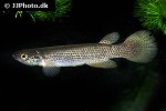 anablepsoides igneus anablepsoides igneus