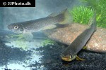 anablepsoides igneus anablepsoides igneus