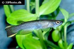 anablepsoides limoncochae taschaurary anablepsoides limoncochae taschaurary