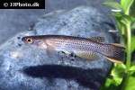 anablepsoides limoncochae taschaurary anablepsoides limoncochae taschaurary