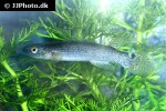 anablepsoides lungi anablepsoides lungi