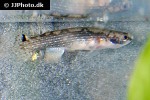 anablepsoides ornatus anablepsoides ornatus
