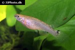 anablepsoides ornatus anablepsoides ornatus
