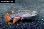 anablepsoides ornatus anablepsoides ornatus