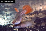anablepsoides ornatus anablepsoides ornatus