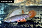 anablepsoides ornatus anablepsoides ornatus