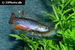 anablepsoides ornatus anablepsoides ornatus