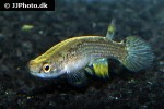 anablepsoides ornatus anablepsoides ornatus