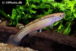 anablepsoides rubrolineatus anablepsoides rubrolineatus