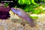 anablepsoides rubrolineatus anablepsoides rubrolineatus
