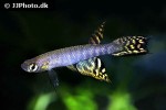 aphyolebias peruensis aphyolebias peruensis
