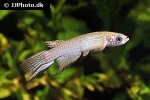 aphyolebias schleseri aphyolebias schleseri