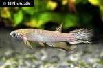 aphyolebias schleseri aphyolebias schleseri