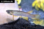 aphyolebias schleseri aphyolebias schleseri