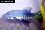 austrofundulus guajira austrofundulus guajira