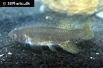austrofundulus guajira austrofundulus guajira