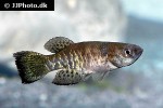 austrofundulus leohoignei austrofundulus leohoignei