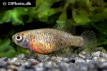 austrolebias aff nigripinnis austrolebias aff nigripinnis