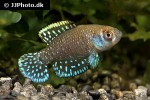 austrolebias aff nigripinnis austrolebias aff nigripinnis