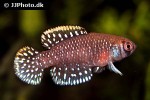 austrolebias aff nigripinnis austrolebias aff nigripinnis