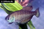 austrolebias bellottii austrolebias bellottii