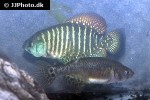 austrolebias charrua austrolebias charrua