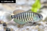 austrolebias charrua austrolebias charrua